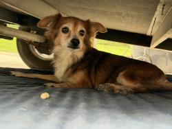 Found/Stray Unknown Dog last seen Southpoint Rd & Canal Rd, Belmont, NC 28012