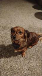 Reunited Female Dog last seen White Springs Drive, Spartanburg, SC 29302