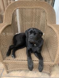 Reunited Female Dog last seen Edgemont & Franklin, Los Angeles, CA 90027