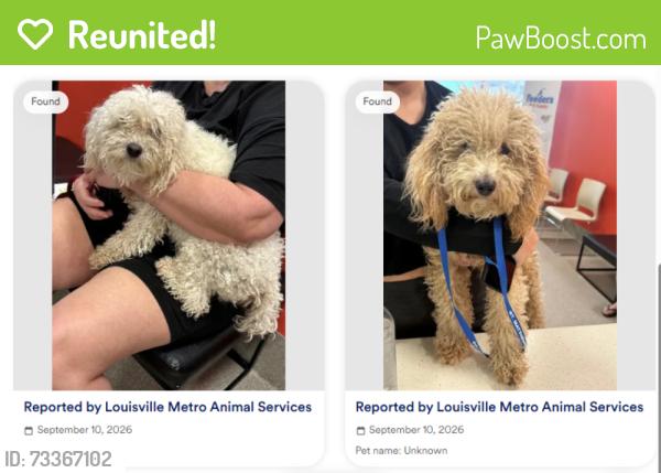 Reunited Male Dog last seen Plantside Drive, Louisville, KY 40299