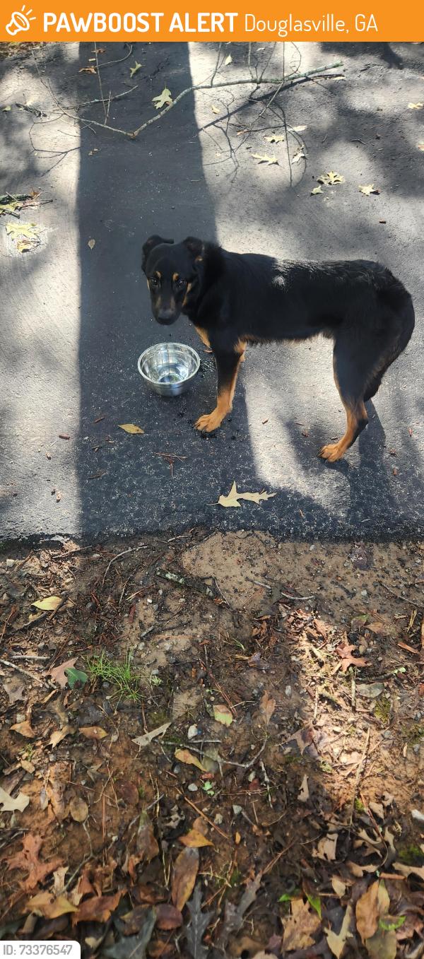 Found/Stray Unknown Dog last seen Pope road douglasville ga, Douglasville, GA 30135