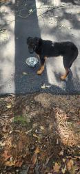Found/Stray Unknown Dog last seen Pope road douglasville ga, Douglasville, GA 30135