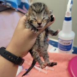 Shelter Stray Female Cat last seen Near E 14th Street, SAN LEANDRO, CA, 94577, 8323 Baldwin St, Oakland, CA 94621, USA