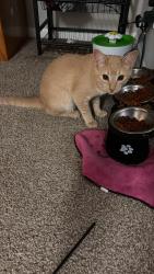 Found/Stray Male Cat last seen Near Terrell Mill Rd, Marietta, GA 30067