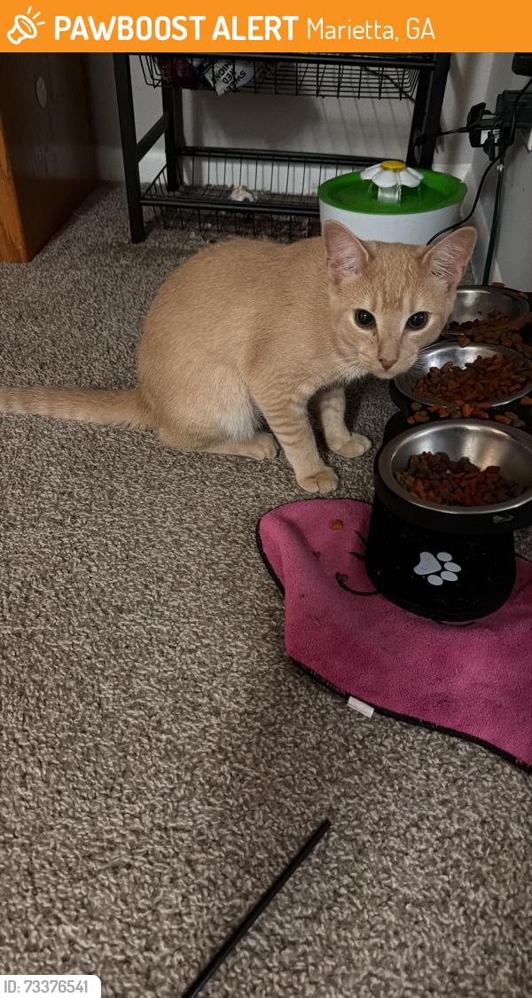 Found/Stray Male Cat last seen Near Terrell Mill Rd, Marietta, GA 30067