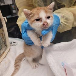 Shelter Stray Male Cat last seen Near Daily Drive, SAN LEANDRO, CA, 94577, 8323 Baldwin St, Oakland, CA 94621, USA