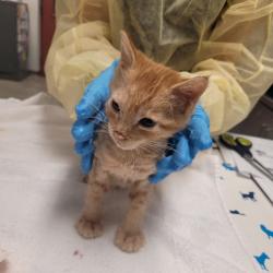 Shelter Stray Male Cat last seen Near Daily Drive, SAN LEANDRO, CA, 94577, 8323 Baldwin St, Oakland, CA 94621, USA
