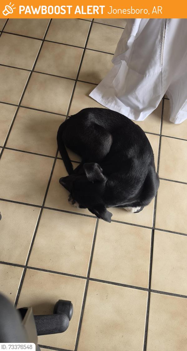 Found/Stray Female Dog last seen Near st bernards hosp, Jonesboro, AR 72401