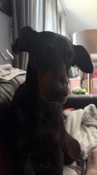 Found/Stray Female Dog last seen Broadway south of Garfield, La Porte, TX 77571