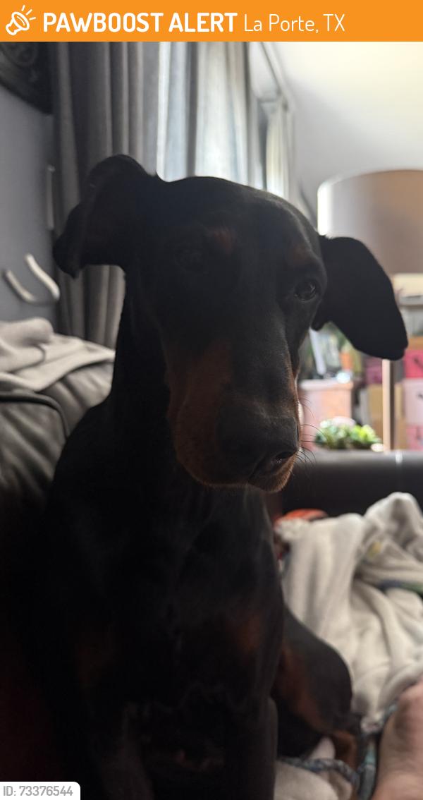 Found/Stray Female Dog last seen Broadway south of Garfield, La Porte, TX 77571
