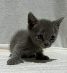 Shelter Stray Male Cat last seen Peach Street, El Cajon, CA, 92021, El Cajon, CA 92020, USA