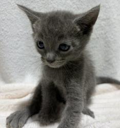 Shelter Stray Male Cat last seen Peach Street, El Cajon, CA, 92021, El Cajon, CA 92020, USA