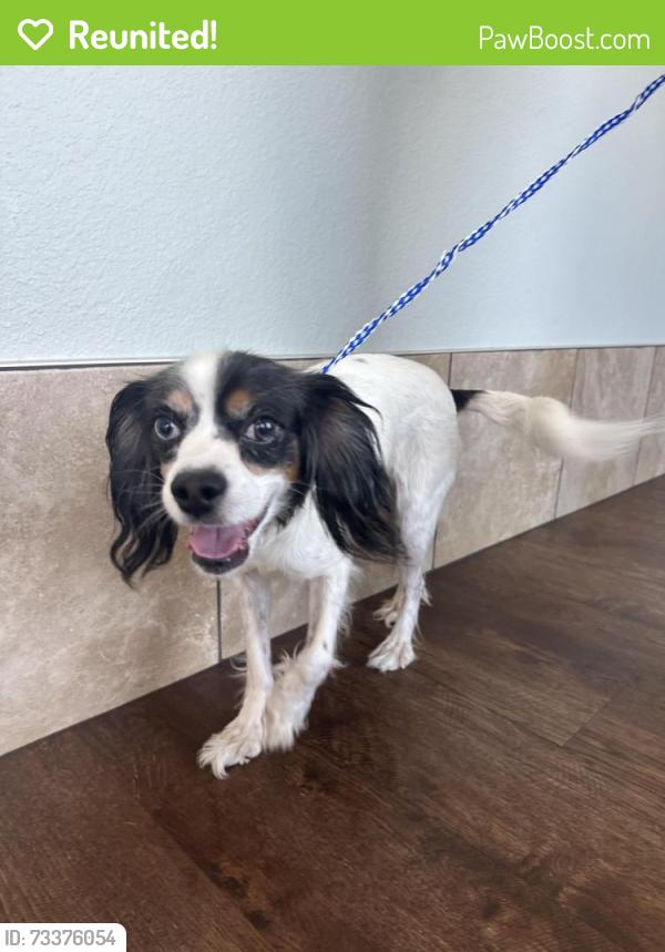 Reunited Male Dog last seen Firewheel, Garland, TX, Garland, TX 75040