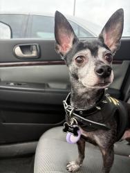 Lost Male Dog last seen John Adams dr, San Antonio, TX 78228