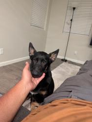 Lost Male Dog last seen Near W Dan Ronquillo Dr, Fresno, CA 93706, Fresno, CA 93706