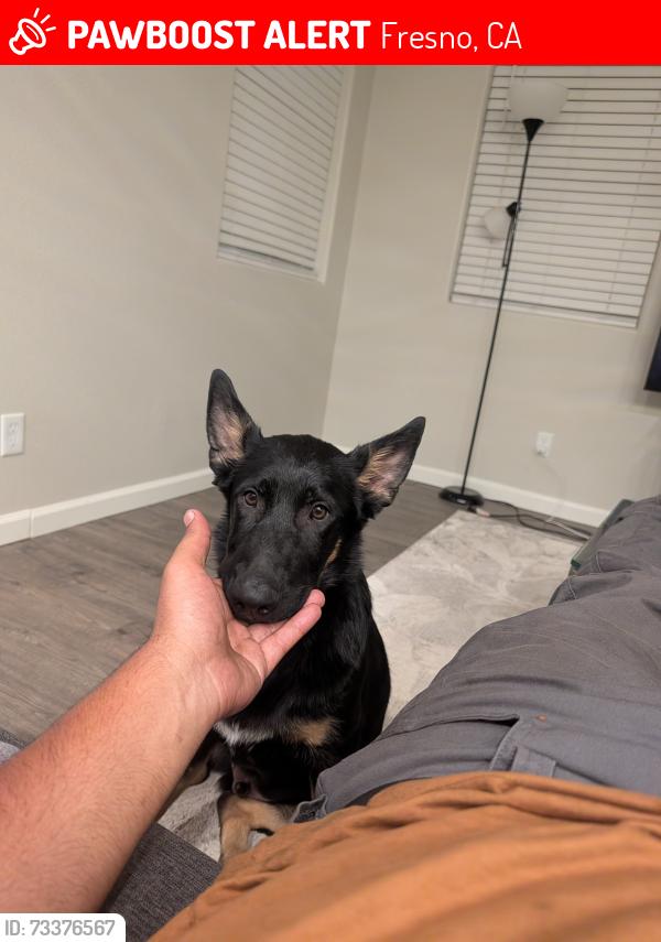 Lost Male Dog last seen Near W Dan Ronquillo Dr, Fresno, CA 93706, Fresno, CA 93706