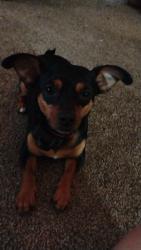 Reunited Female Dog last seen White Springs Drive, Spartanburg, SC 29302