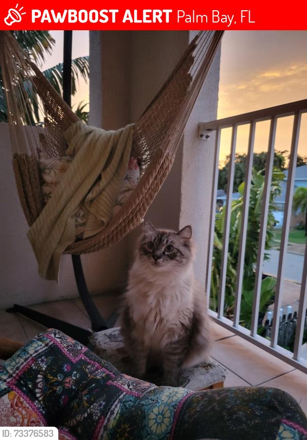 Lost Male Cat last seen Palm Bay rd & Babcock st, Palm Bay, FL 32905