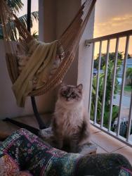 Lost Male Cat last seen Palm Bay rd & Babcock st, Palm Bay, FL 32905