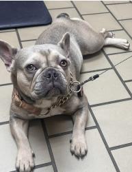 Lost Female Dog last seen Cambridge and lake shore blvd, Jacksonville, FL 32210