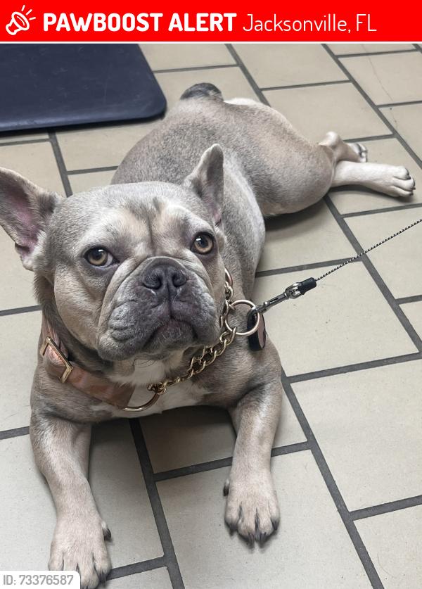 Lost Female Dog last seen Cambridge and lake shore blvd, Jacksonville, FL 32210