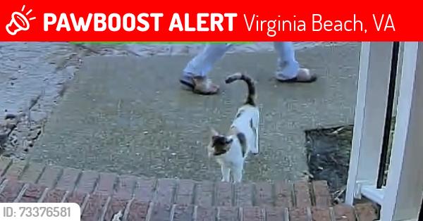 Lost Female Cat last seen Near Old Ridge Road, Virginia Beach, Virginia Beach, VA 23464