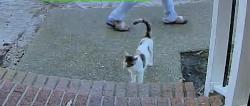 Lost Female Cat last seen Near Old Ridge Road, Virginia Beach, Virginia Beach, VA 23464