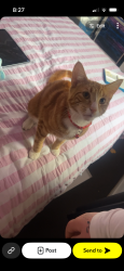 Lost Male Cat last seen Last seen at home, Newcomb, VIC 3219