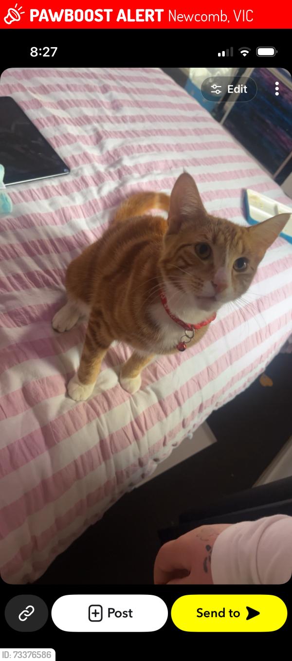 Lost Male Cat last seen Last seen at home, Newcomb, VIC 3219