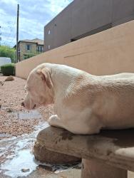 Lost Male Dog last seen Near N 56th St, Phoenix, AZ 85054, Phoenix, AZ 85054