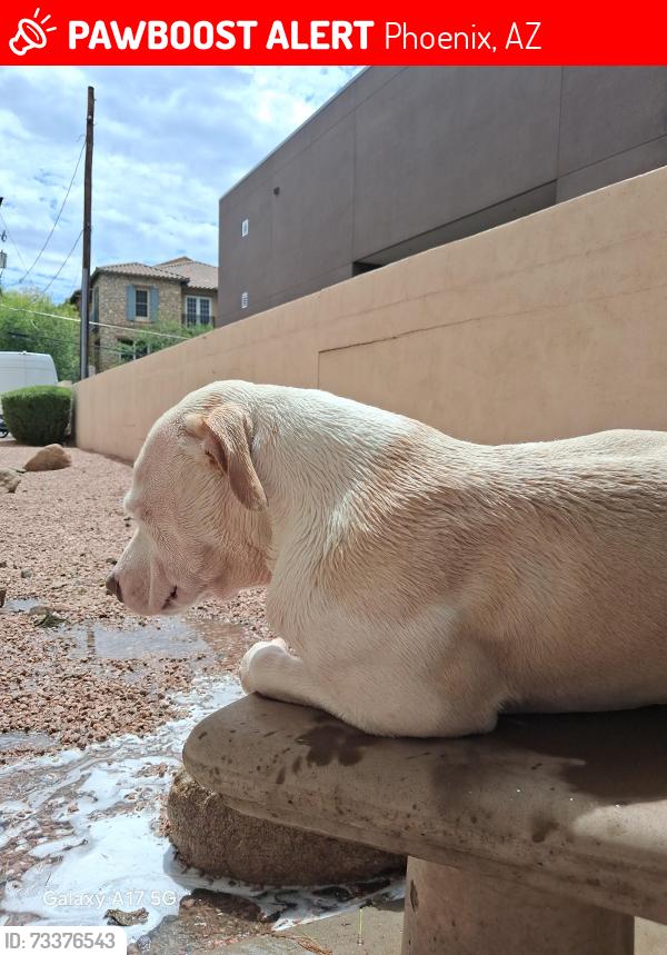 Lost Male Dog last seen Near N 56th St, Phoenix, AZ 85054, Phoenix, AZ 85054