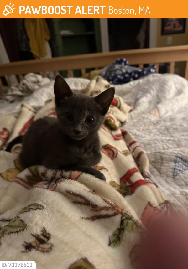 Found/Stray Female Cat last seen Hyde Park Ave near Pagel Field, Boston, MA 02131