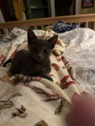 Found/Stray Female Cat last seen Hyde Park Ave near Pagel Field, Boston, MA 02131