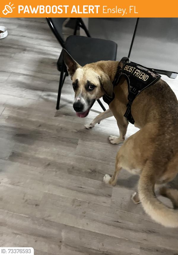 Found/Stray Female Dog last seen Airway drive, Ensley, FL 32514