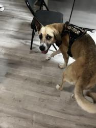 Found/Stray Female Dog last seen Airway drive, Ensley, FL 32514
