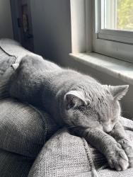 Lost Female Cat last seen Allender Ave, Pittsburgh, PA 15220