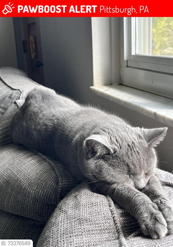 Lost Female Cat last seen Allender Ave, Pittsburgh, PA 15220