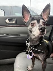 Lost Male Dog last seen St. Cloud, San Antonio, TX 78228