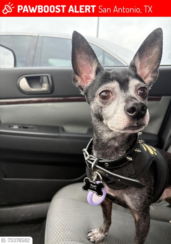 Lost Male Dog last seen St. Cloud, San Antonio, TX 78228