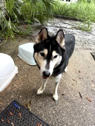 Found/Stray Male Dog last seen Mills ave, Warrington, FL 32507