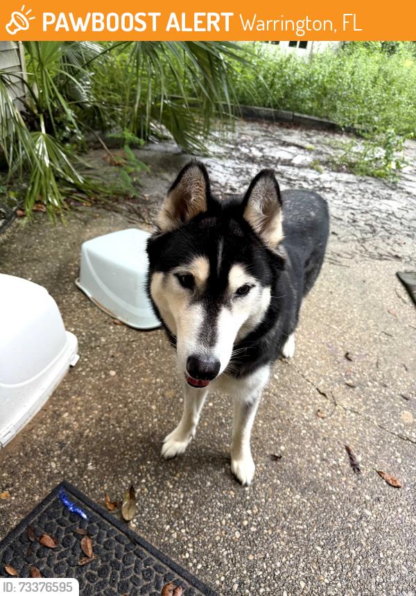 Found/Stray Male Dog last seen Mills ave, Warrington, FL 32507