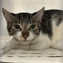 Shelter Stray Female Cat last seen , Animal Care & Control Team of Philly, 111 W Hunting Park Ave, Philadelphia, PA 19140, USA
