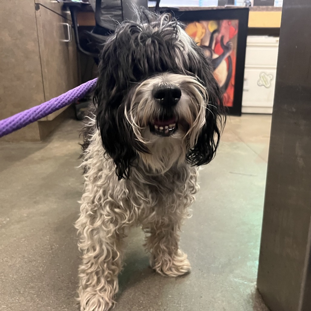 Shelter Stray Male Dog last seen , 4575 E Mesquite Ave, Palm Springs, CA 92264, USA
