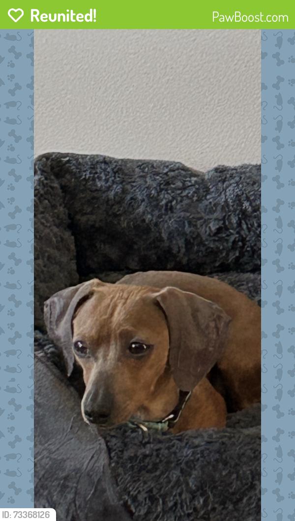 Reunited Female Dog last seen NW 31st and Irvindale, Ankeny, IA 50023