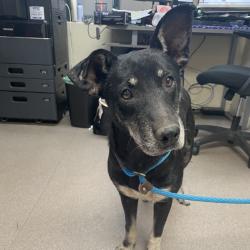 Shelter Stray Male Dog last seen , 361 S Raymond Ave, Pasadena, CA 91105, USA
