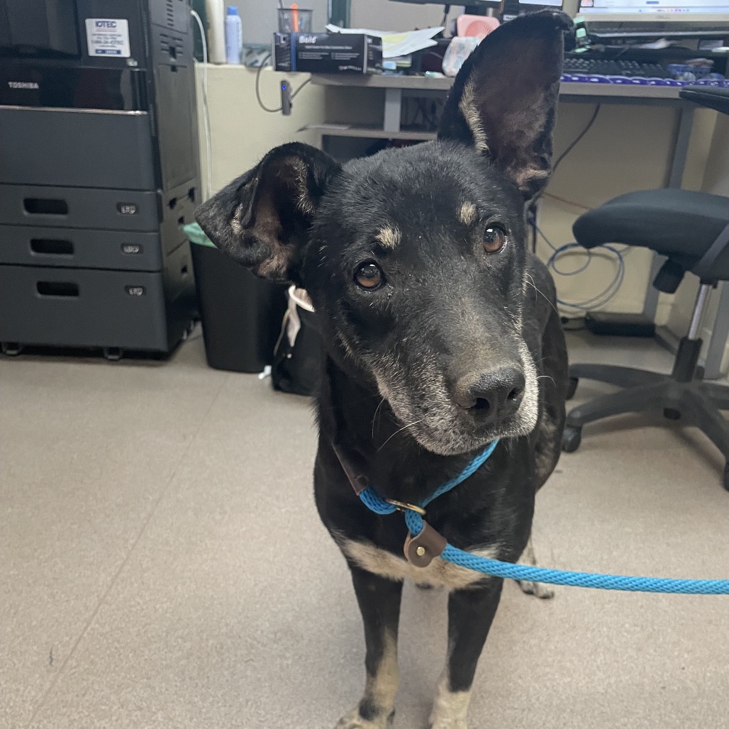 Shelter Stray Male Dog last seen , 361 S Raymond Ave, Pasadena, CA 91105, USA