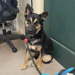Shelter Stray Male Dog last seen , 361 S Raymond Ave, Pasadena, CA 91105, USA