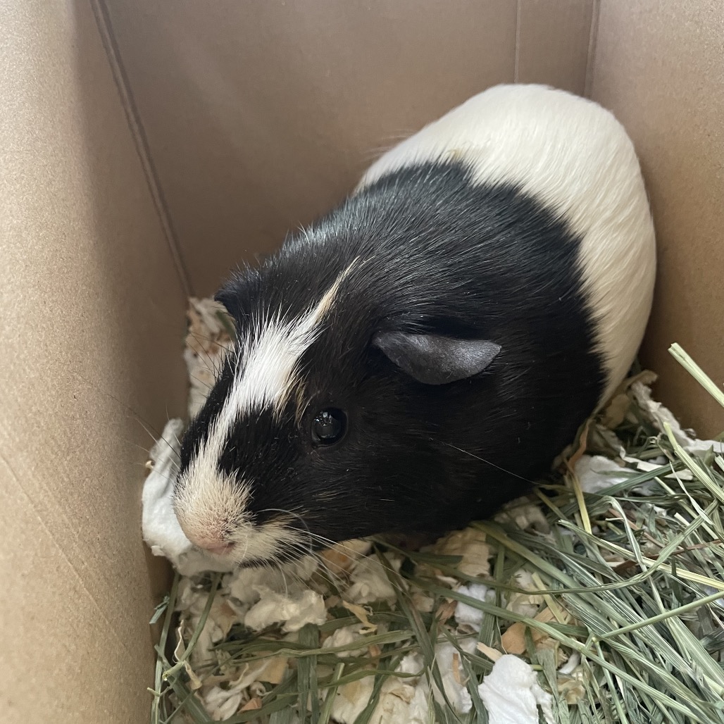 Shelter Stray Male Other last seen , 361 S Raymond Ave, Pasadena, CA 91105, USA