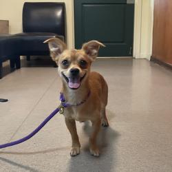 Shelter Stray Male Dog last seen , 361 S Raymond Ave, Pasadena, CA 91105, USA