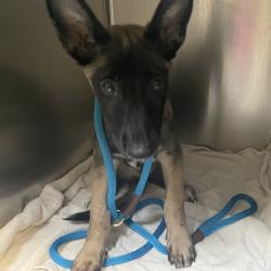Shelter Stray Male Dog last seen , 361 S Raymond Ave, Pasadena, CA 91105, USA
